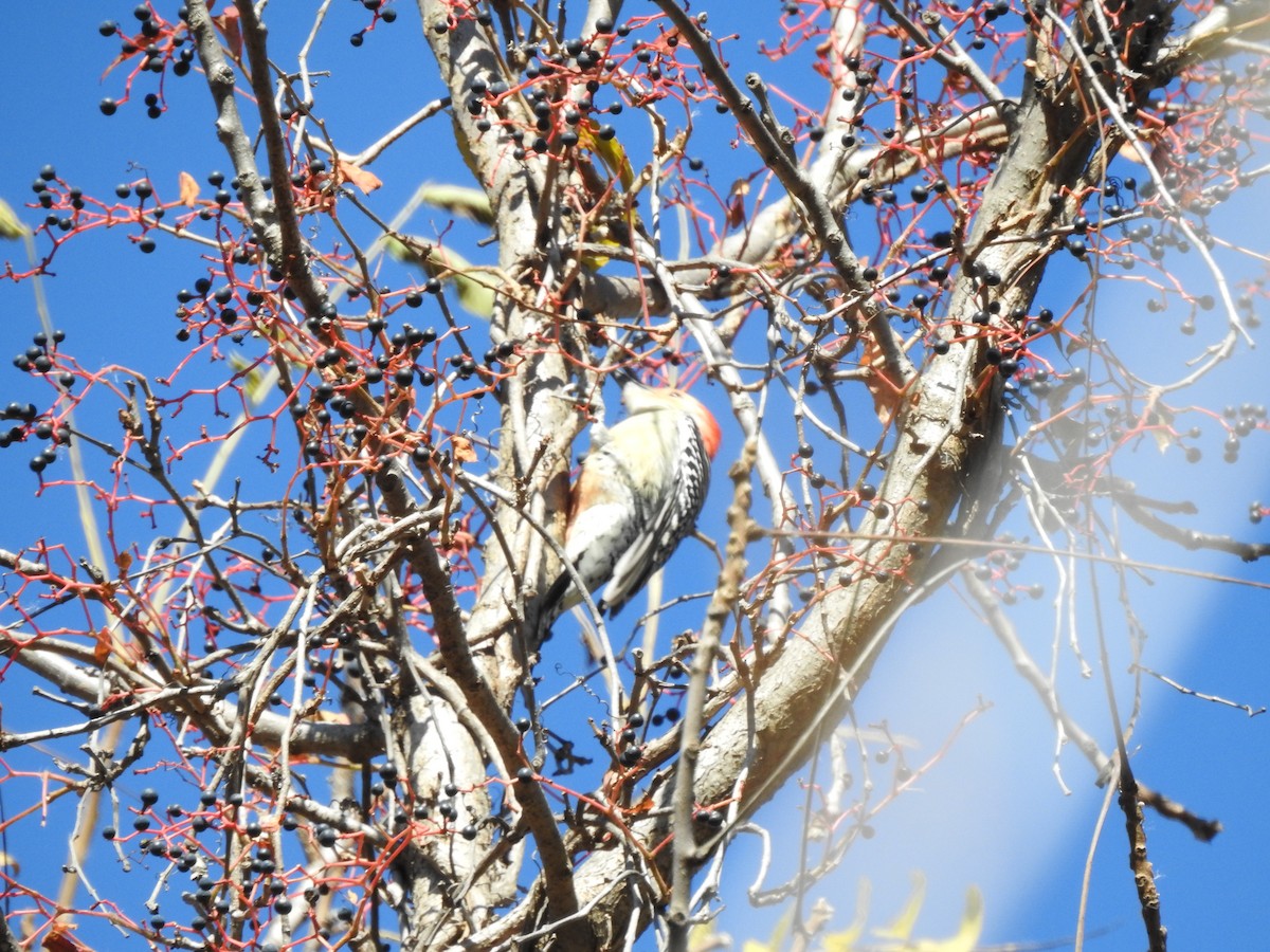 Red-bellied Woodpecker - ML610300081