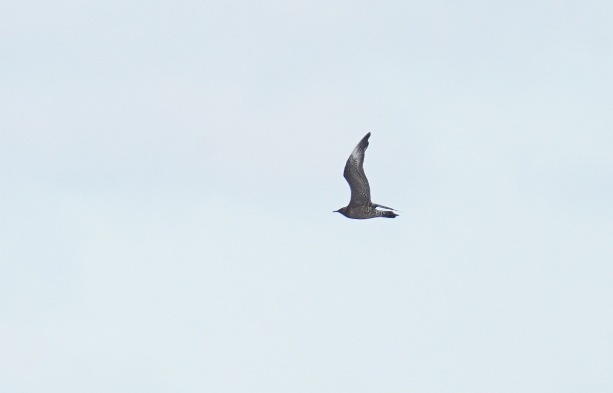 Long-tailed Jaeger - ML610300084