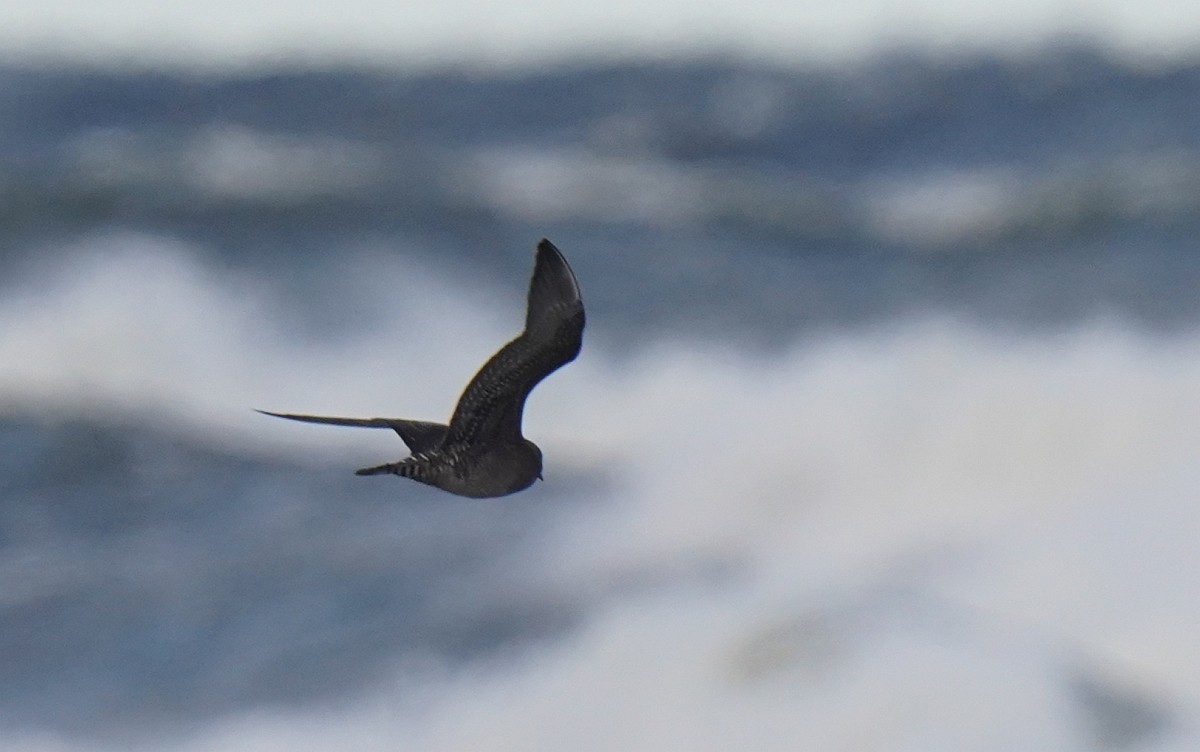 Long-tailed Jaeger - ML610300087