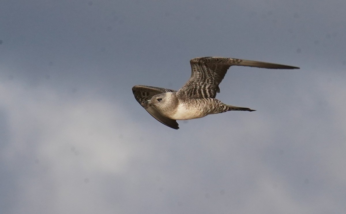 Long-tailed Jaeger - ML610300095