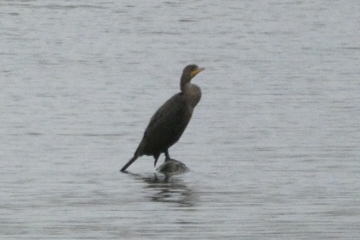 Cormoran à aigrettes - ML610300098