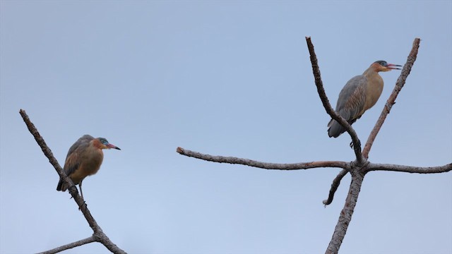 Whistling Heron - ML610300116