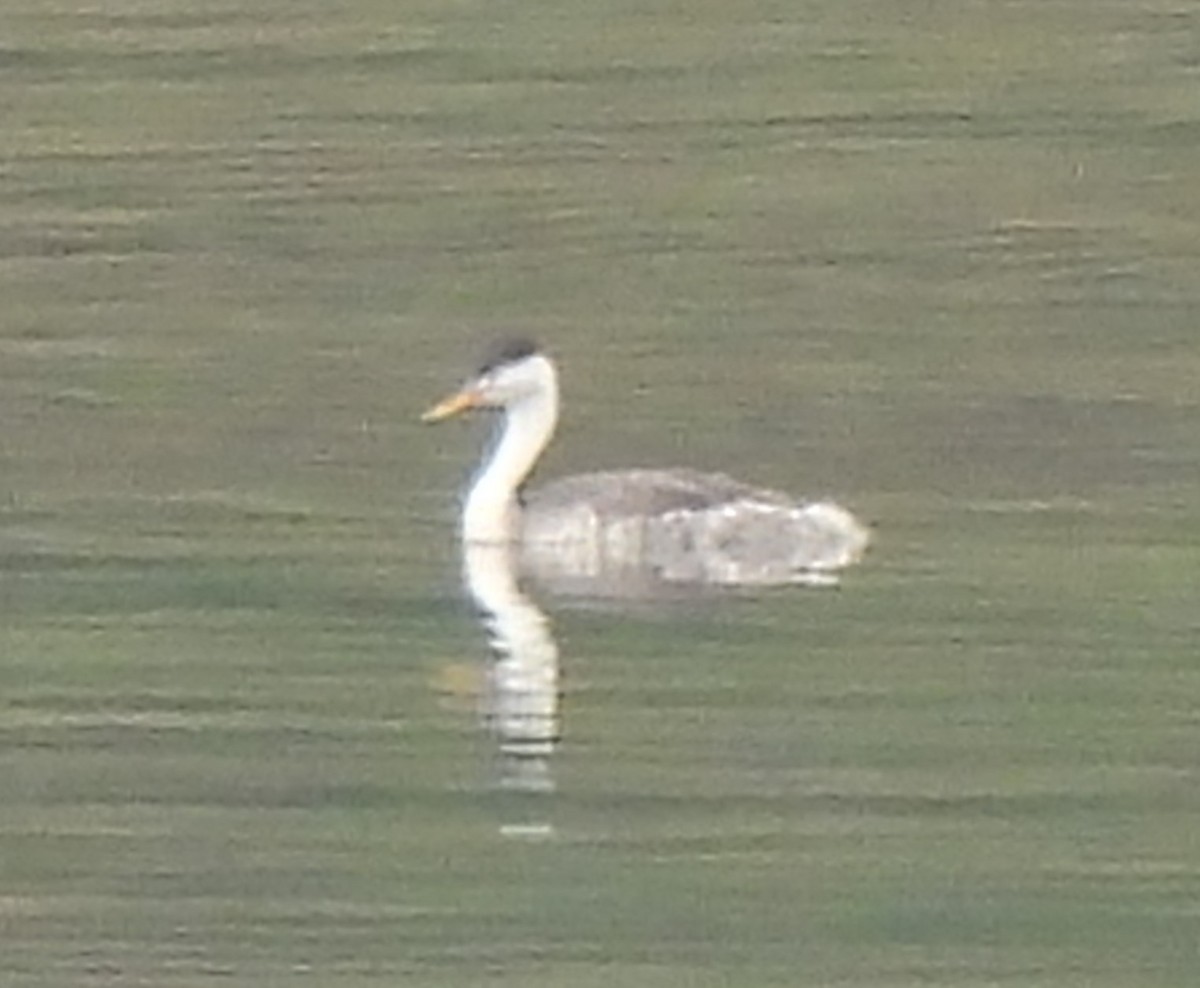 Clark's Grebe - ML610300190