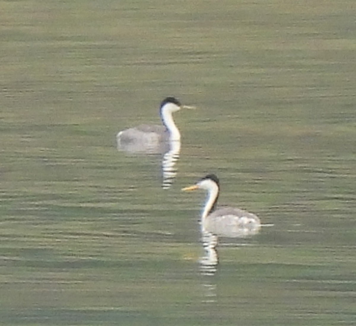 Clark's Grebe - ML610300191