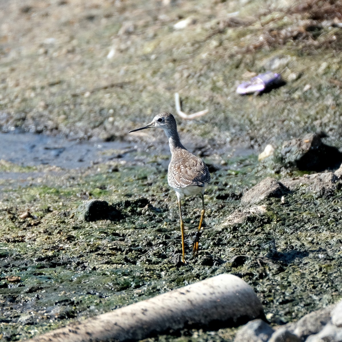 小黃腳鷸 - ML610300207