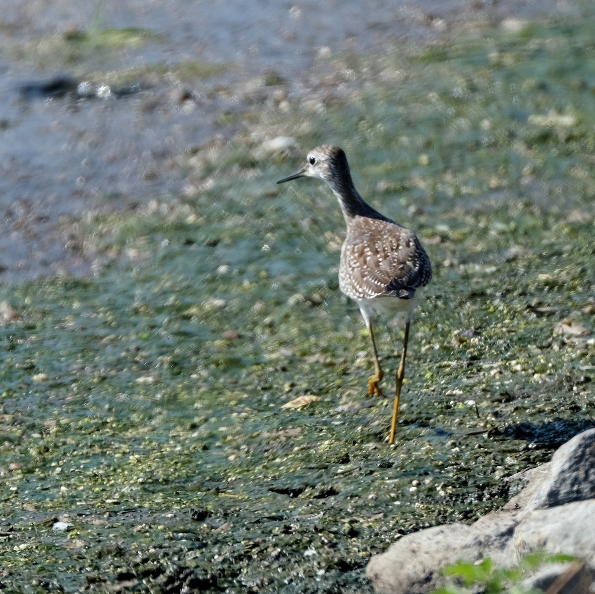 Lesser Yellowlegs - ML610300208