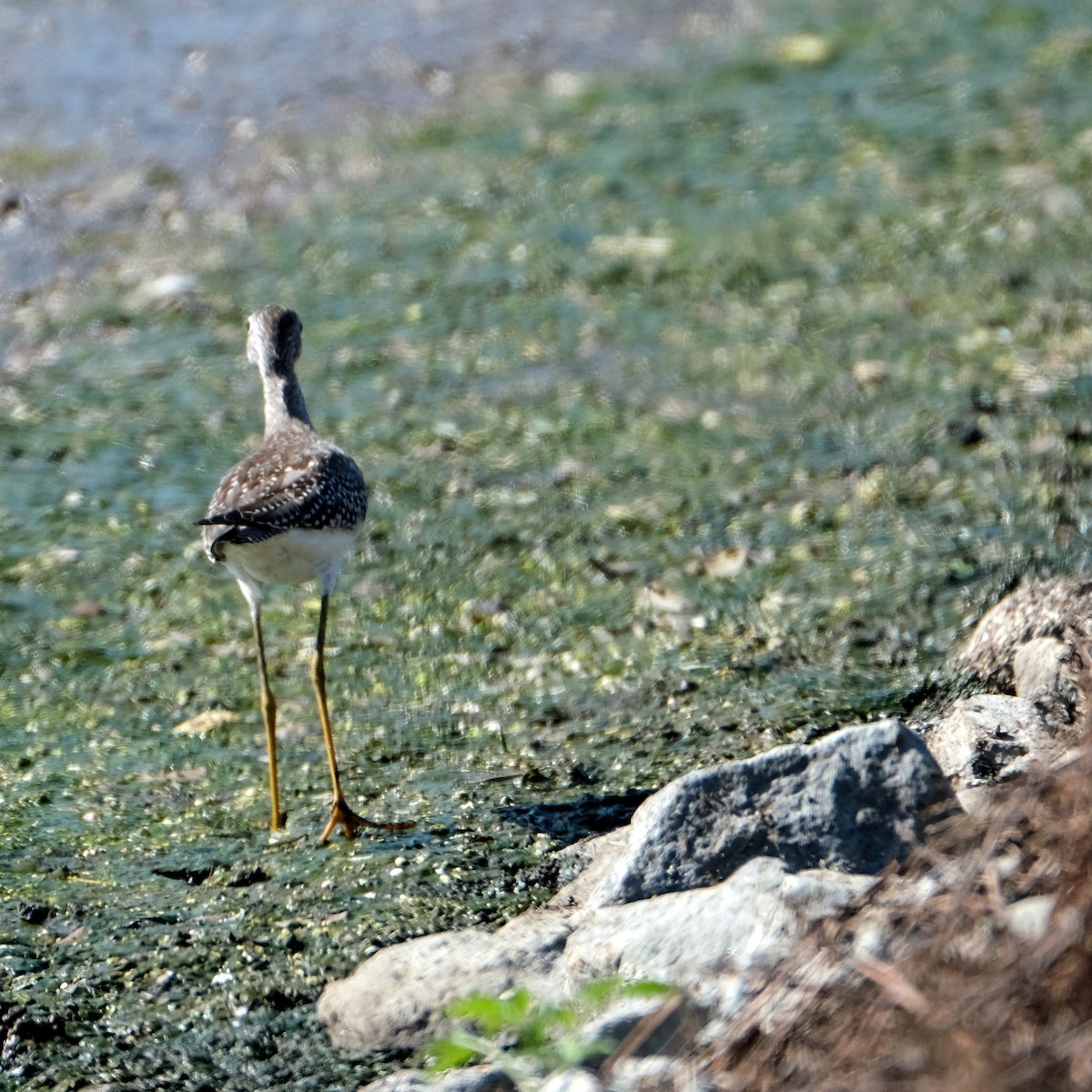 Lesser Yellowlegs - ML610300209