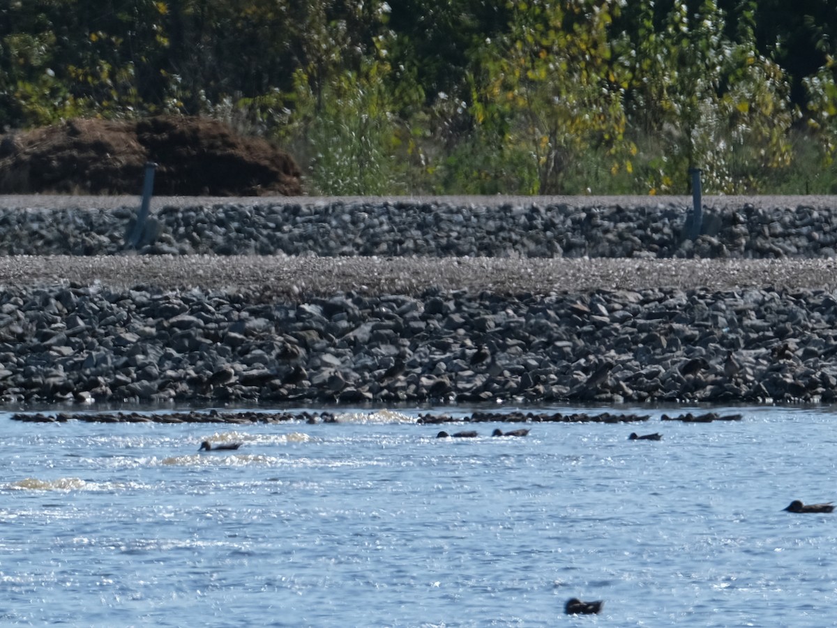 Green-winged Teal - ML610300213