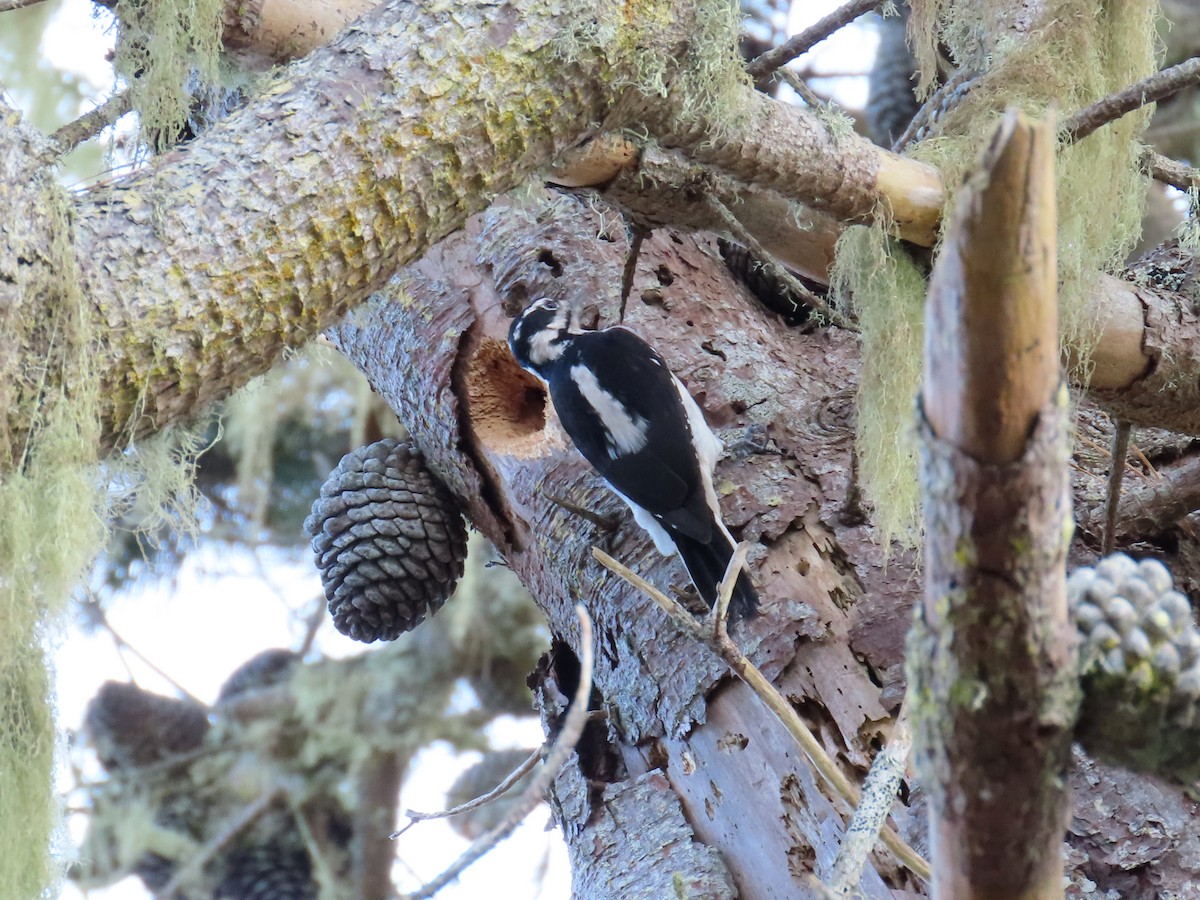 Hairy Woodpecker - ML610300284