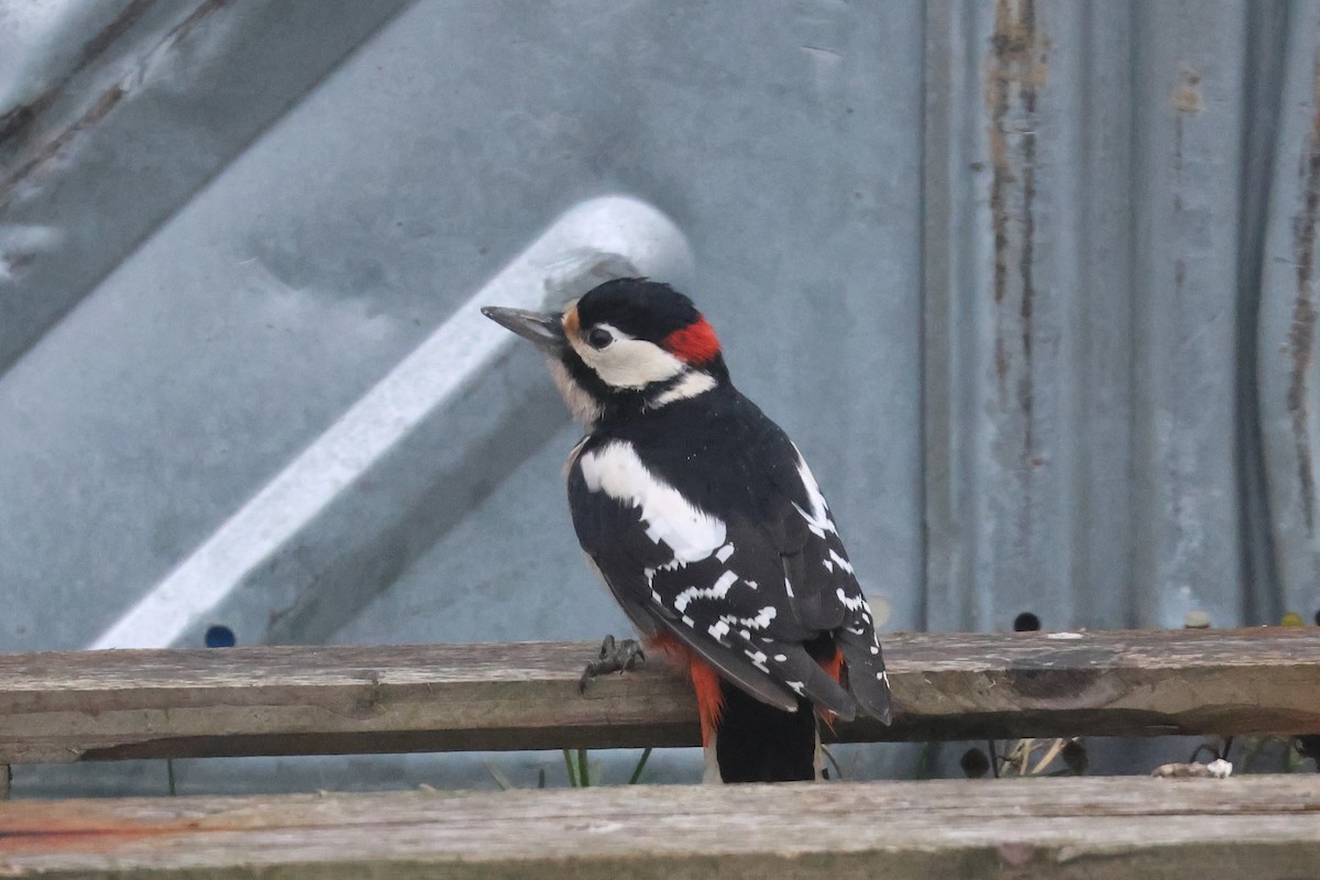 Great Spotted Woodpecker - Ingvar Atli Sigurðsson