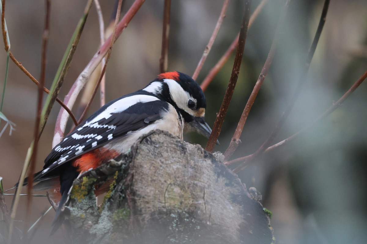 Great Spotted Woodpecker - Ingvar Atli Sigurðsson