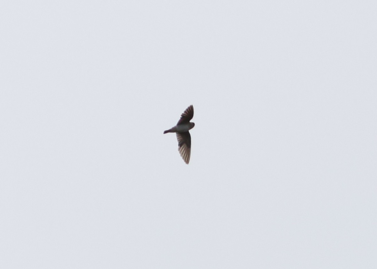 Cliff/Cave Swallow - ML610300340