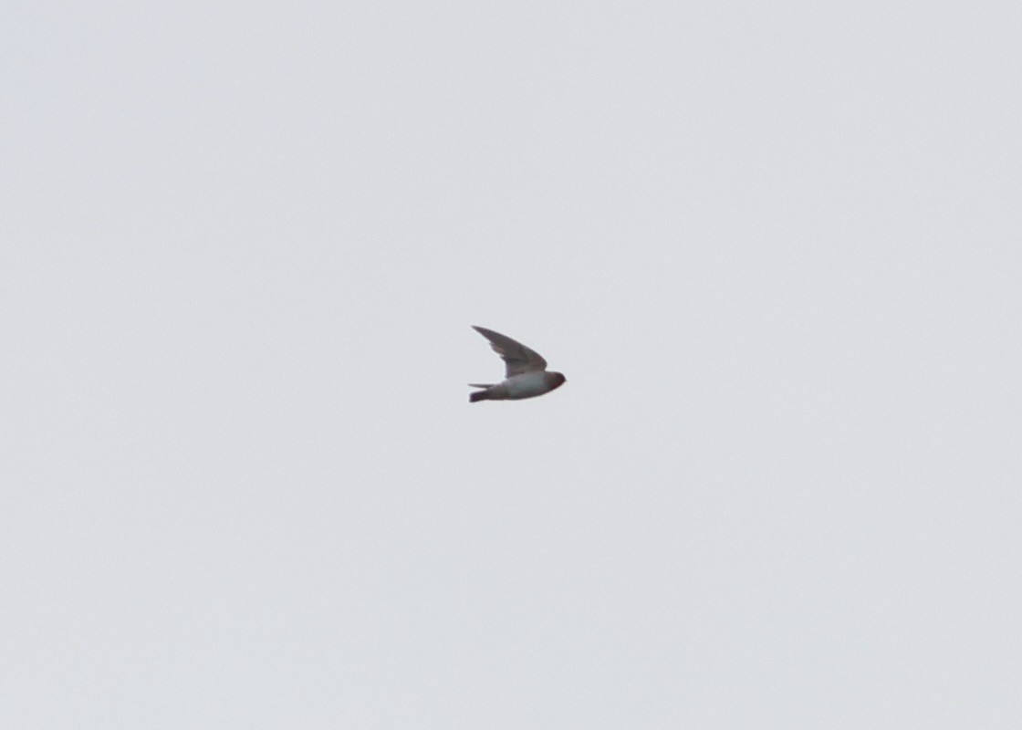 Cliff/Cave Swallow - ML610300342