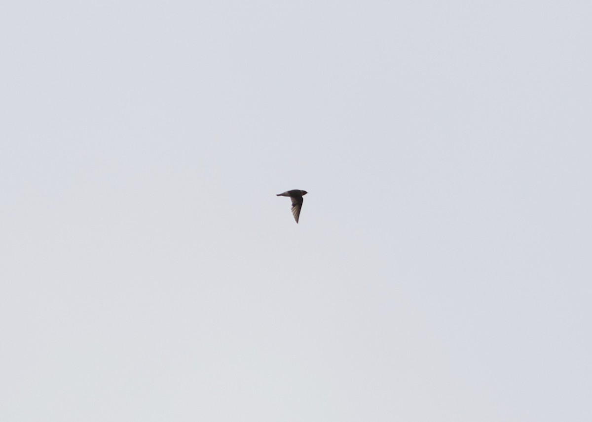 Cliff/Cave Swallow - ML610300400