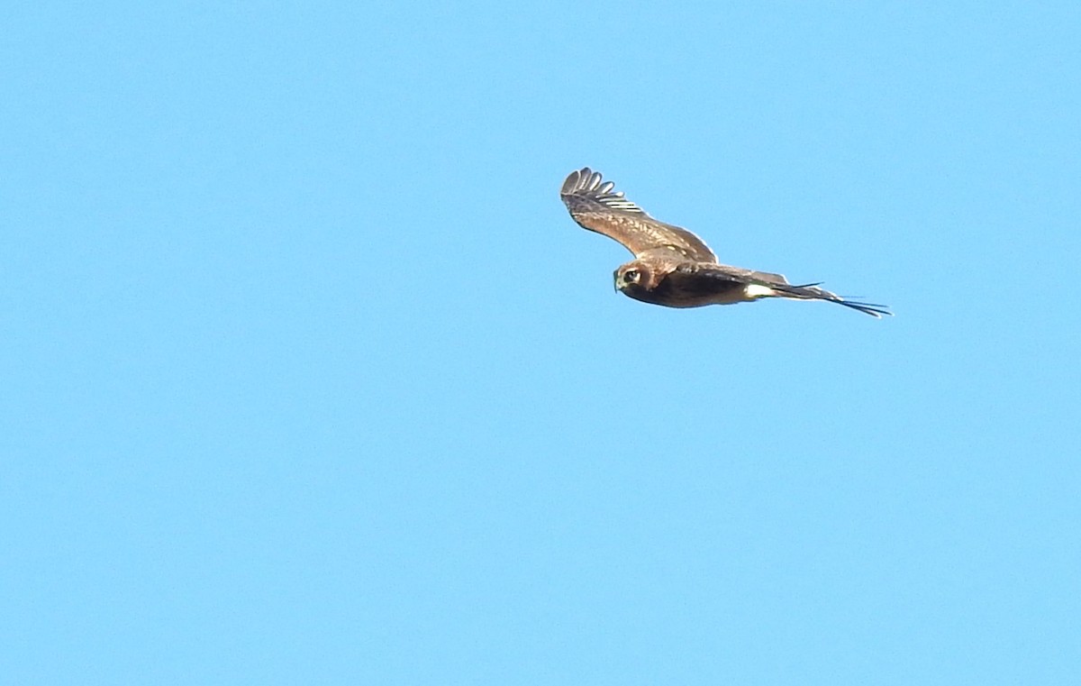 Northern Harrier - ML610300435