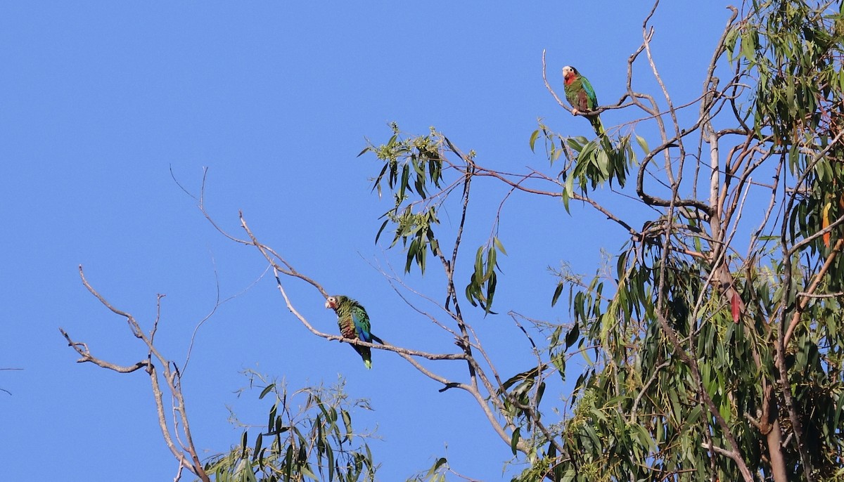 kubaamazon (leucocephala) - ML610300463