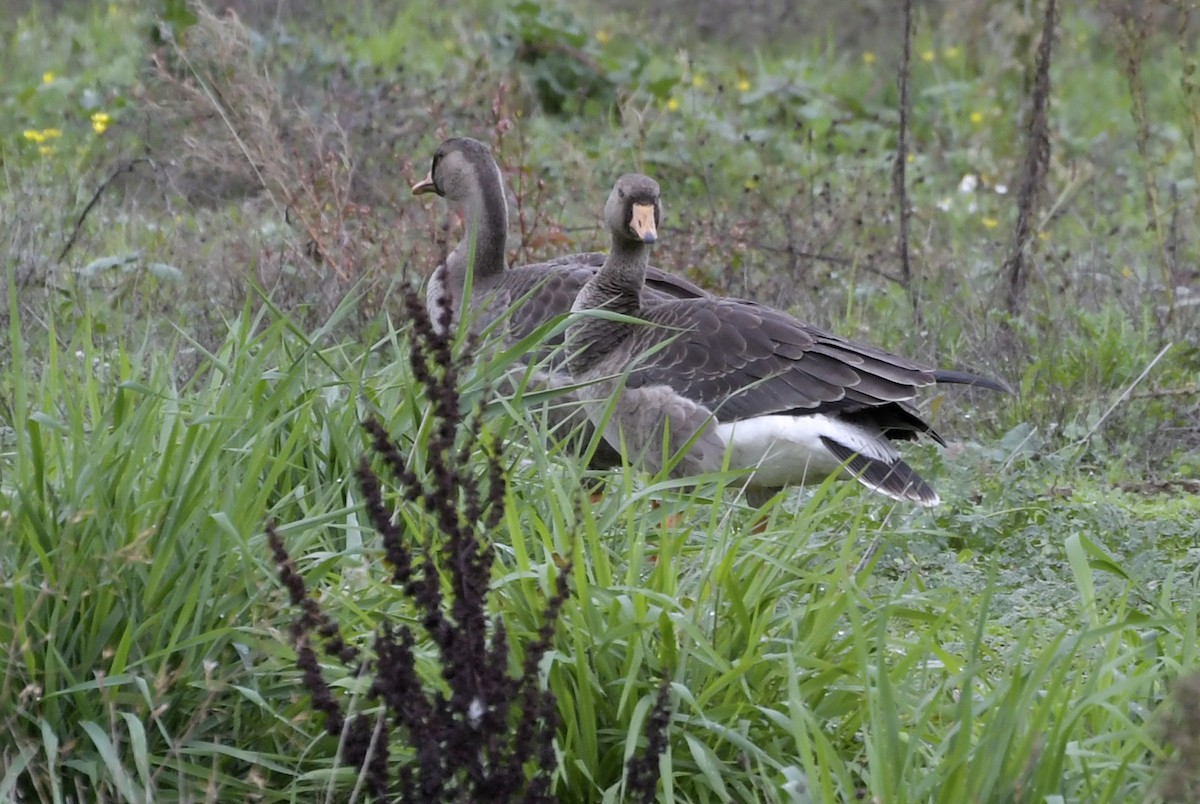 Greater White-fronted Goose - ML610300565