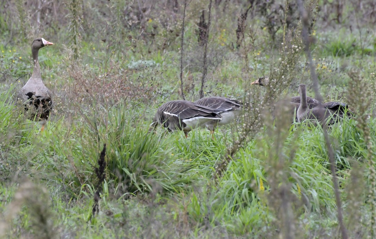 Greater White-fronted Goose - ML610300567