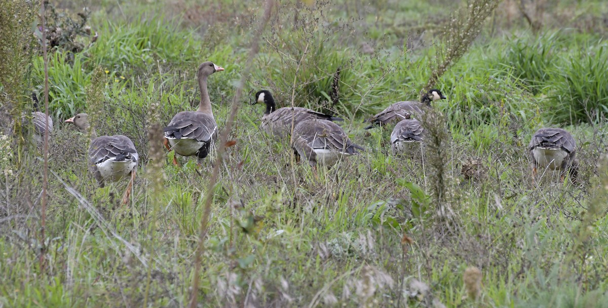 Greater White-fronted Goose - ML610300568