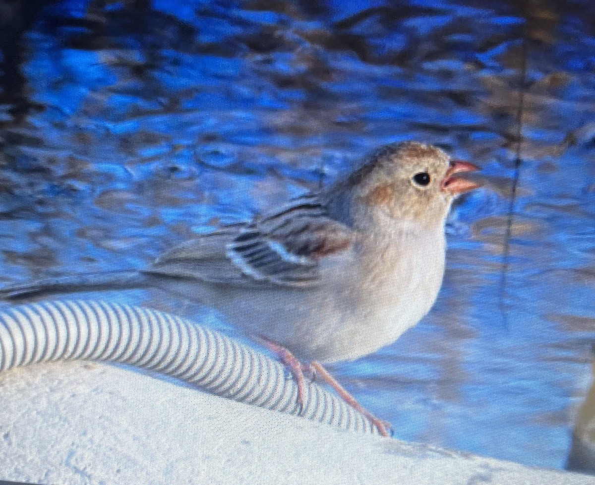 Field Sparrow - Marlin and Connie Andrus