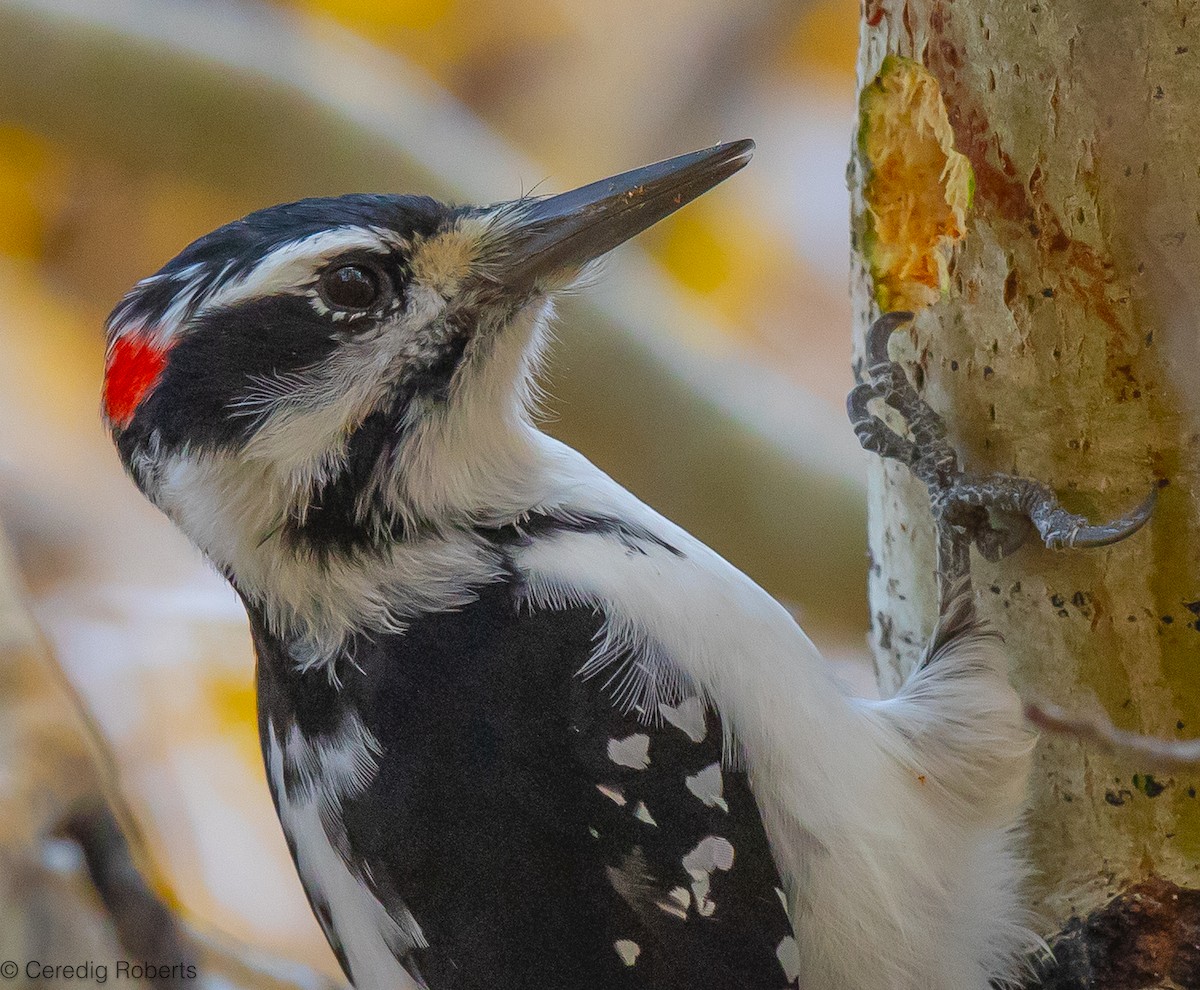 Hairy Woodpecker - ML610300588