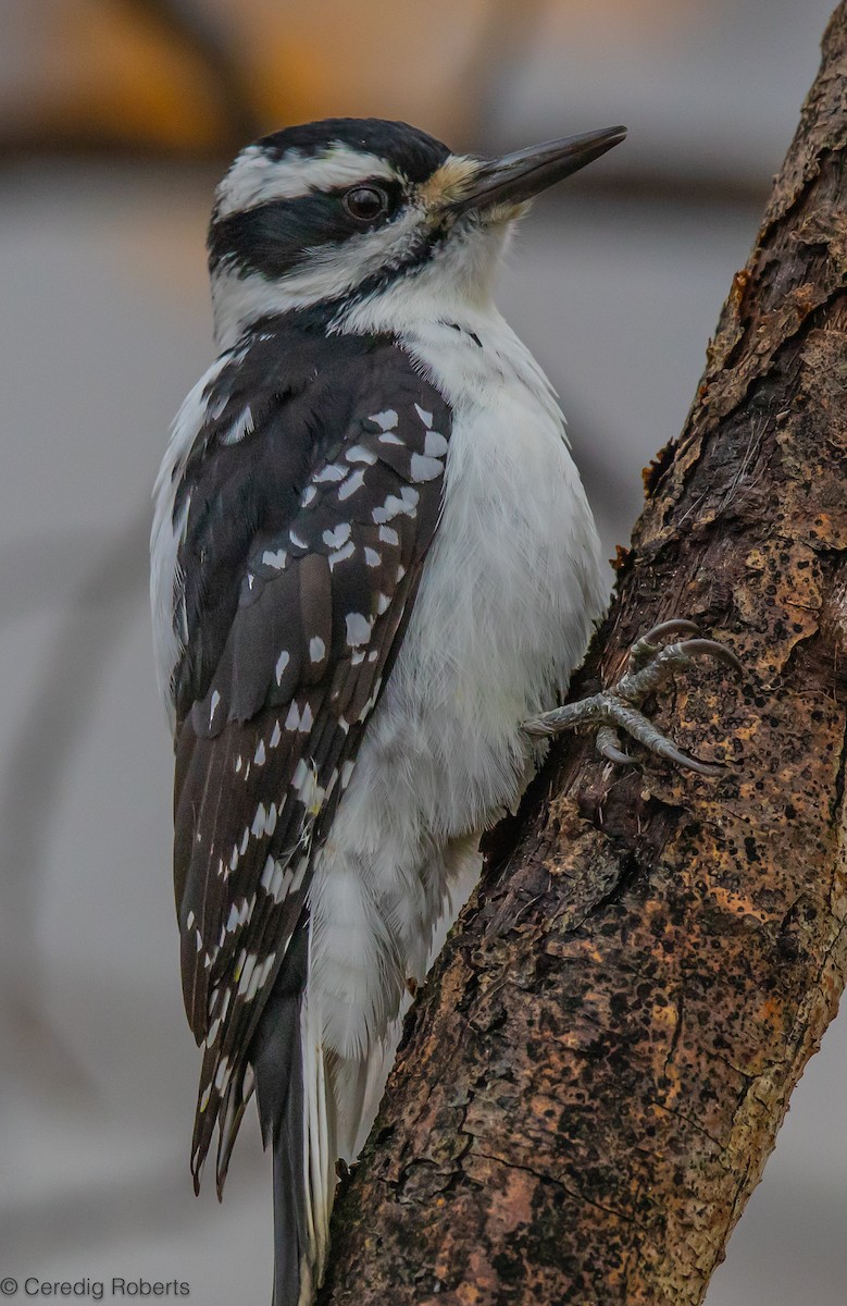 Hairy Woodpecker - ML610300589