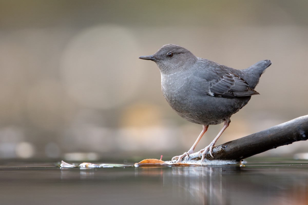 American Dipper - Mason Maron