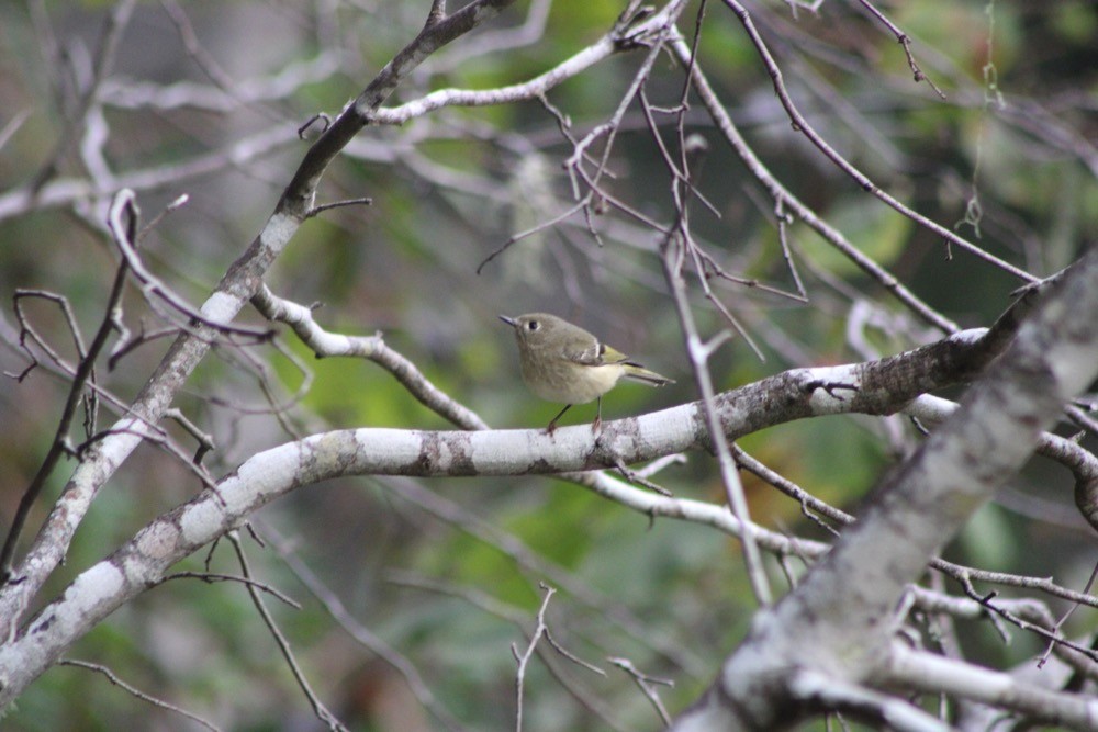 Ruby-crowned Kinglet - ML610300675