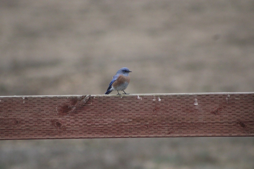 Western Bluebird - ML610300681