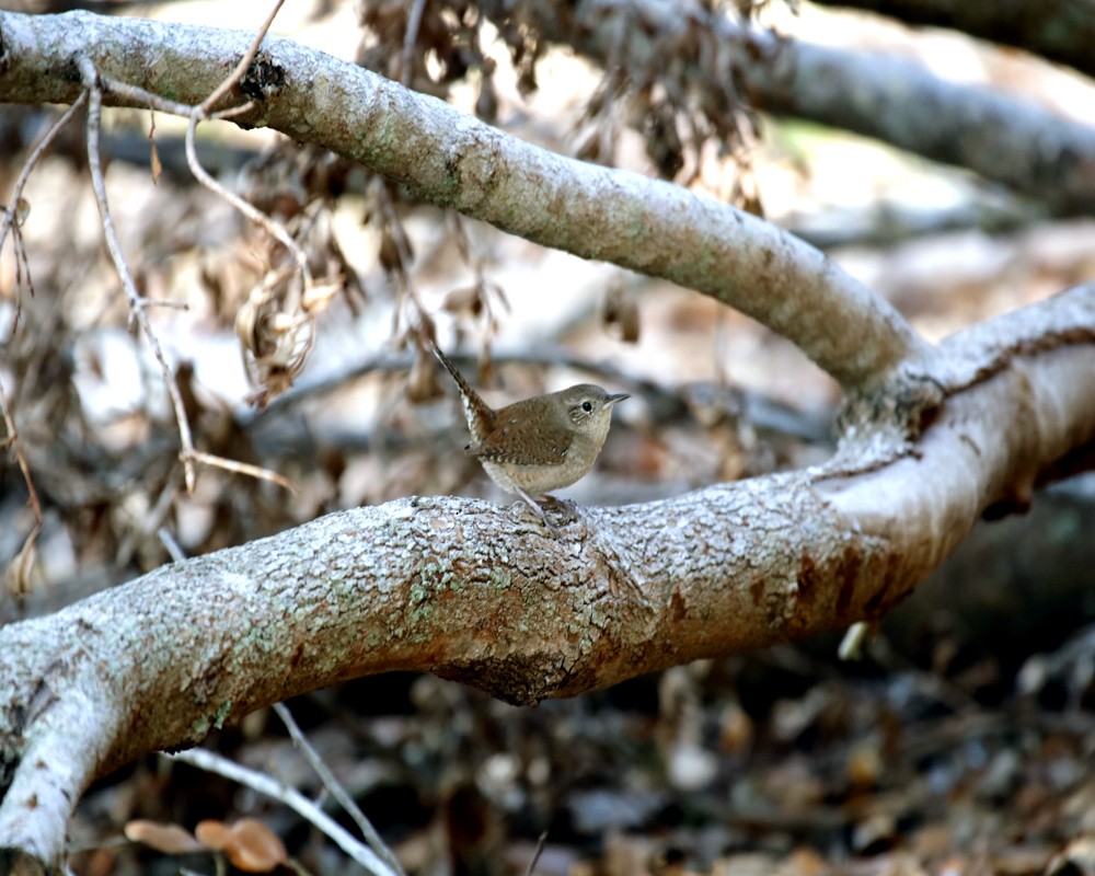 House Wren - ML610300707