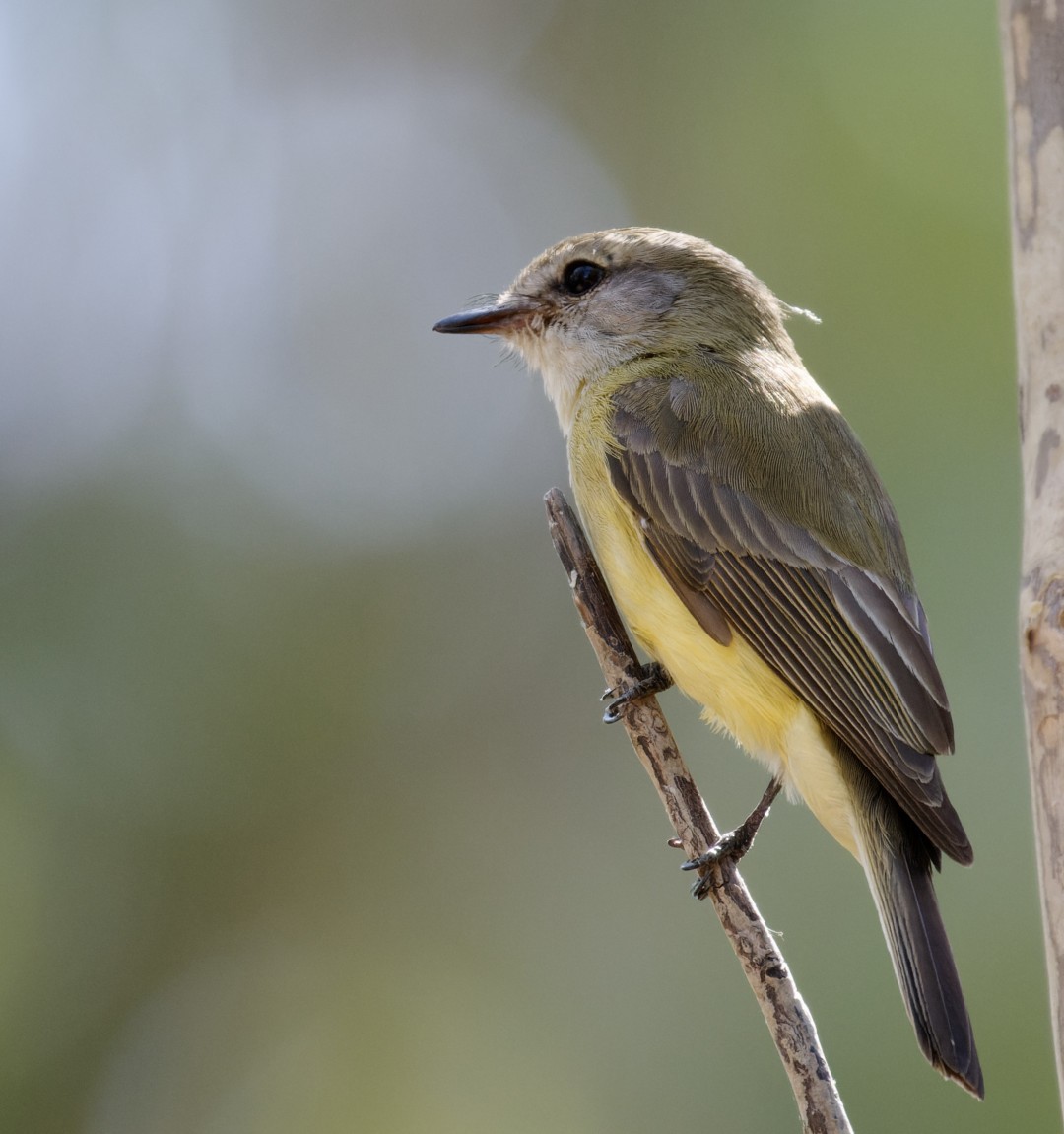 Lemon-bellied Flyrobin - ML610300778