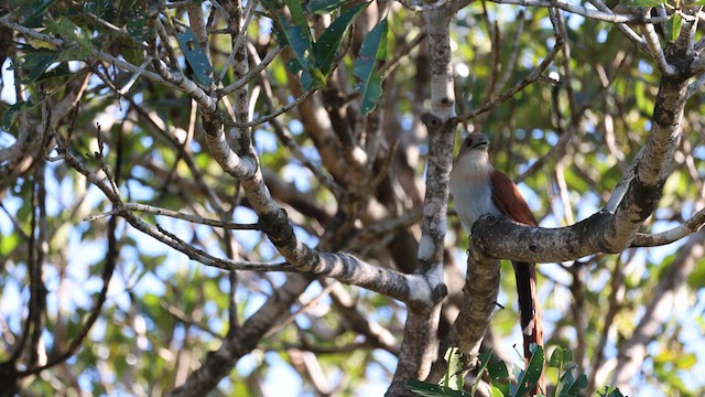 Squirrel Cuckoo - ML610300980