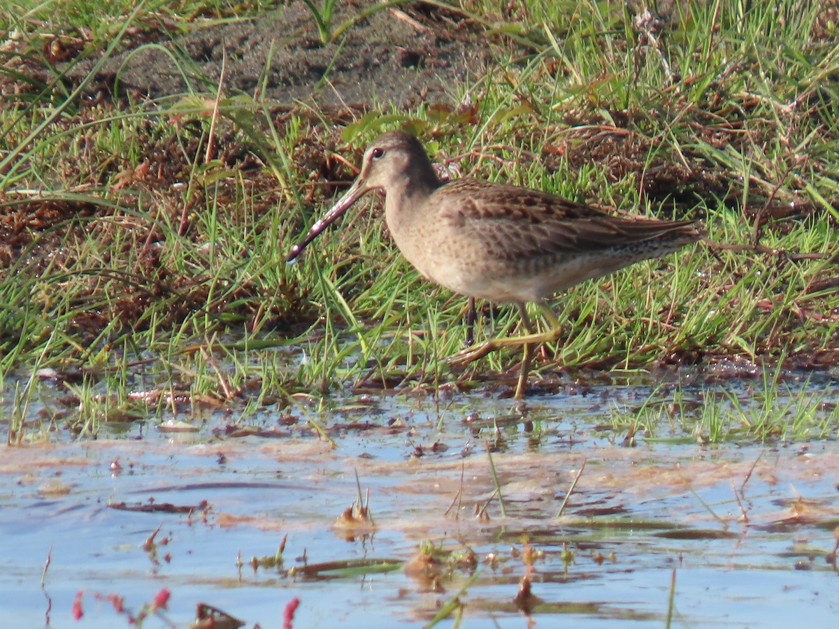Long-billed Dowitcher - ML610301106