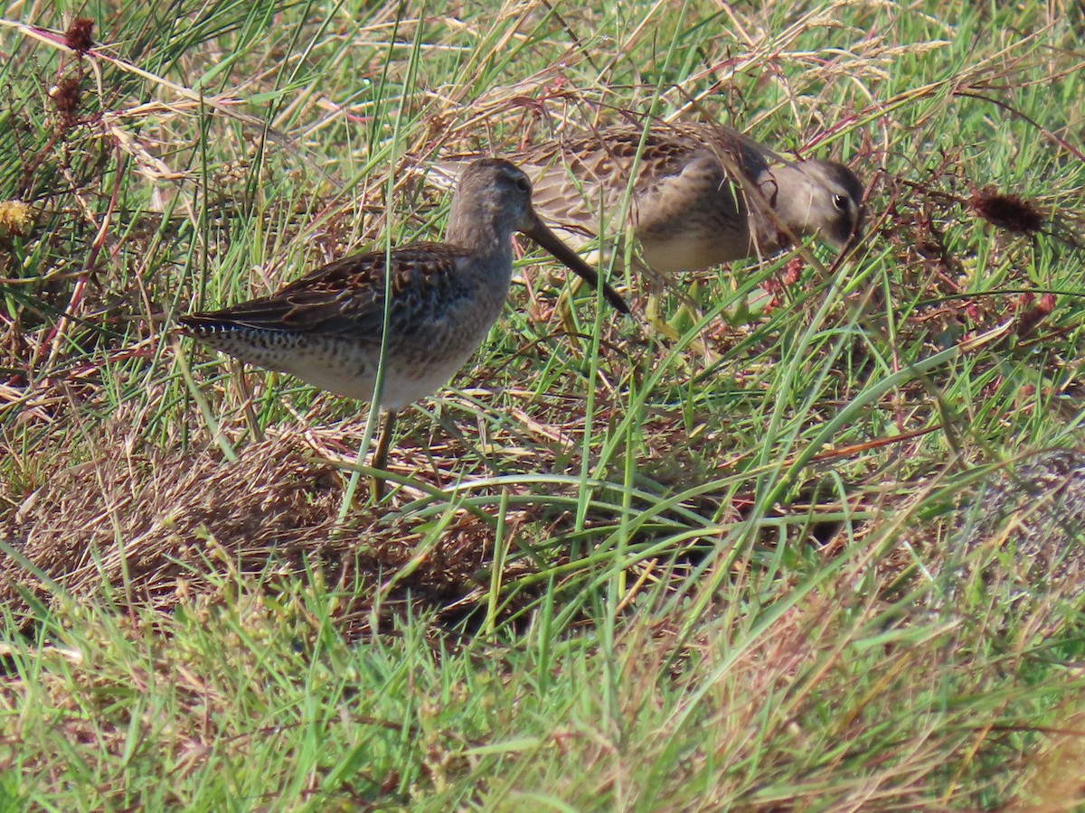Long-billed Dowitcher - ML610301108