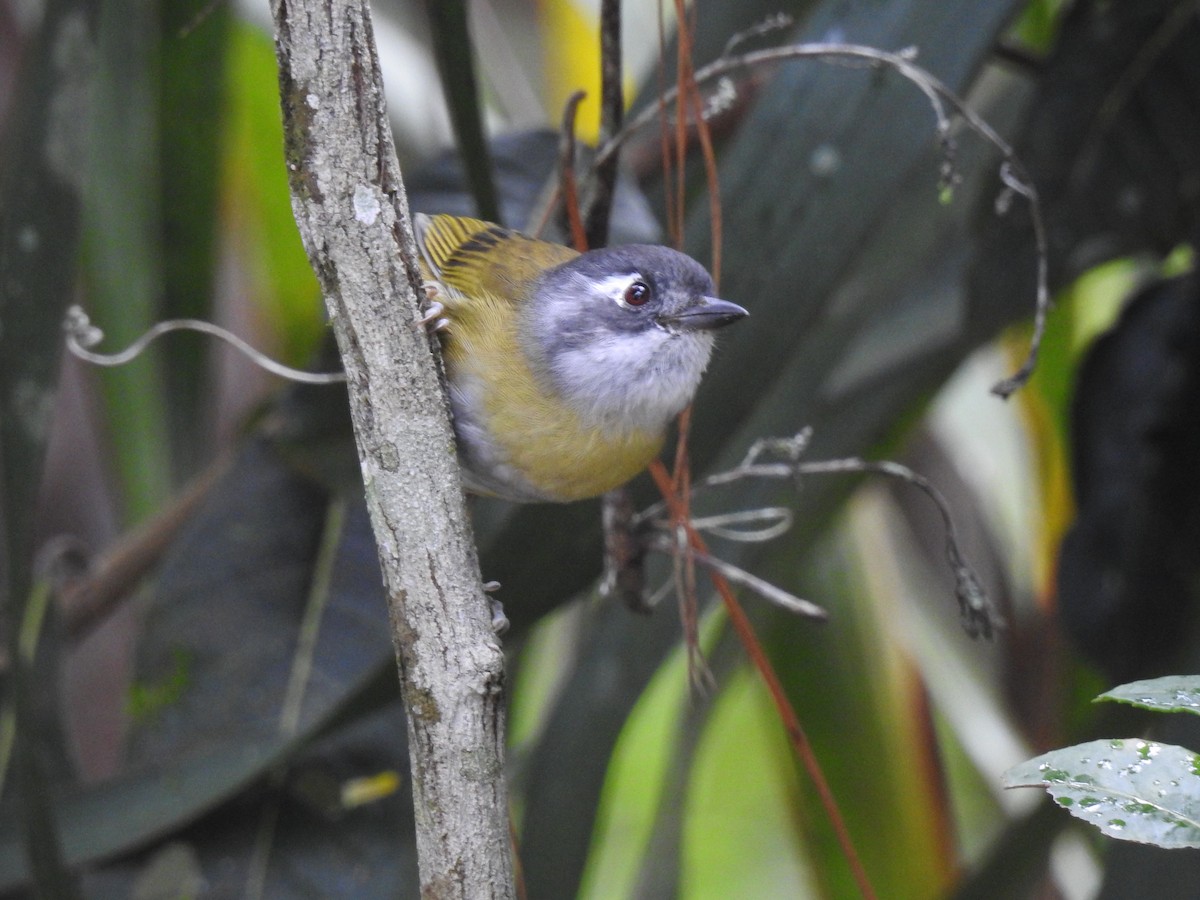 Klorospingus [postocularis grubu] - ML610301181