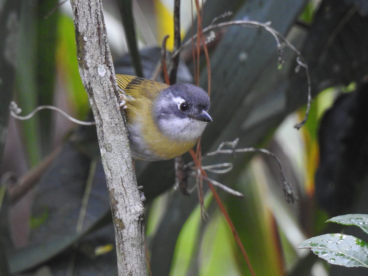 Clorospingo Común (grupo postocularis) - ML610301182