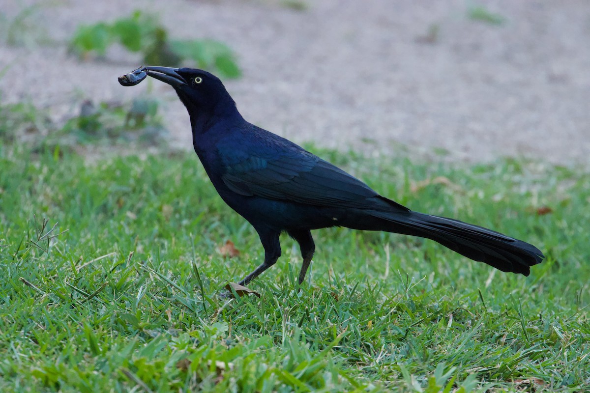 Great-tailed Grackle - John van Dort