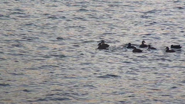 Black Scoter - ML610301238