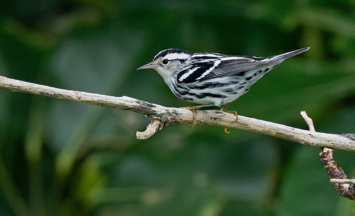 Black-and-white Warbler - ML610301275