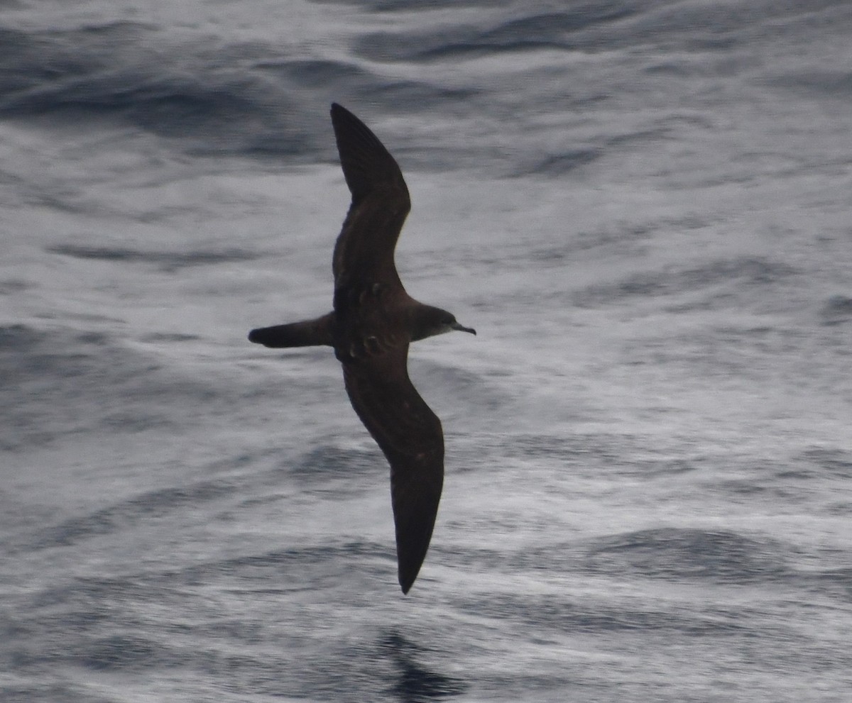 Wedge-tailed Shearwater - ML610301487
