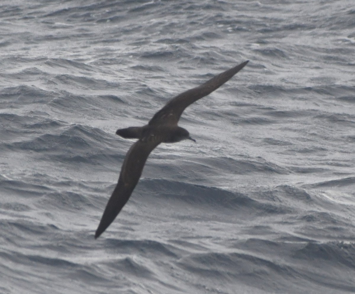Wedge-tailed Shearwater - ML610301490