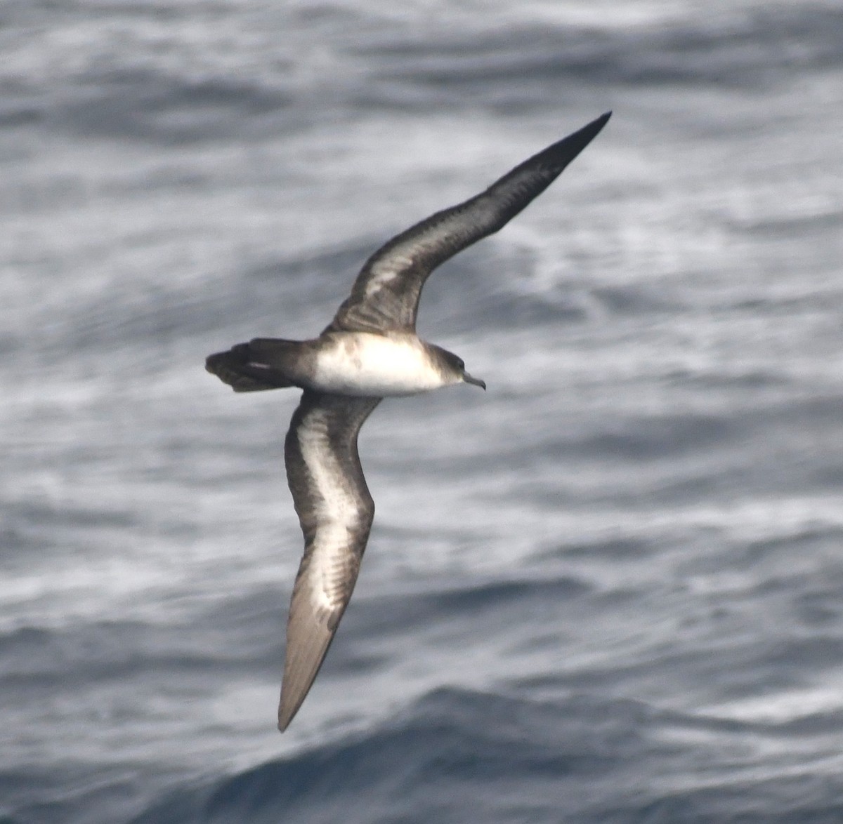 Wedge-tailed Shearwater - ML610301491