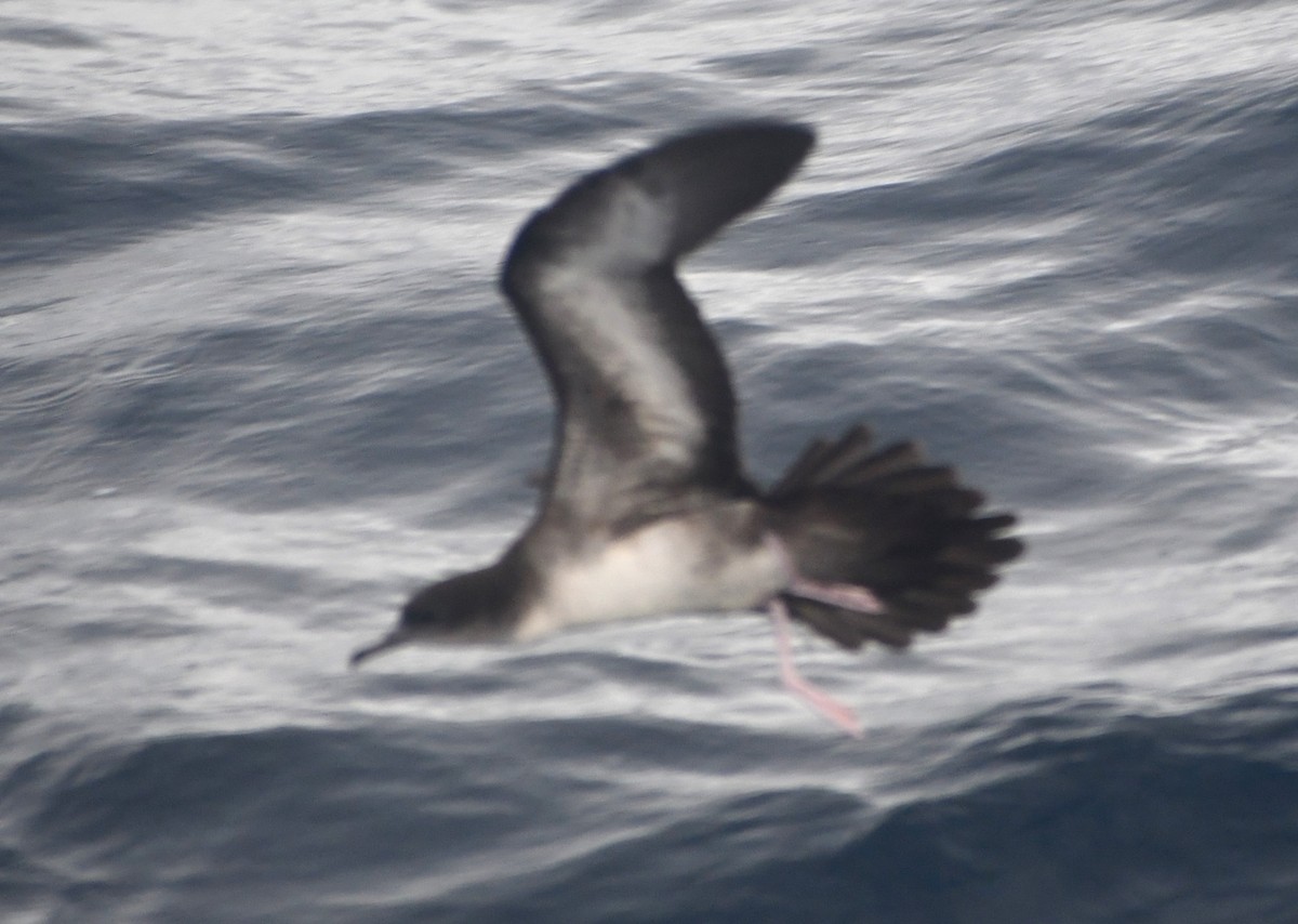 Wedge-tailed Shearwater - ML610301492