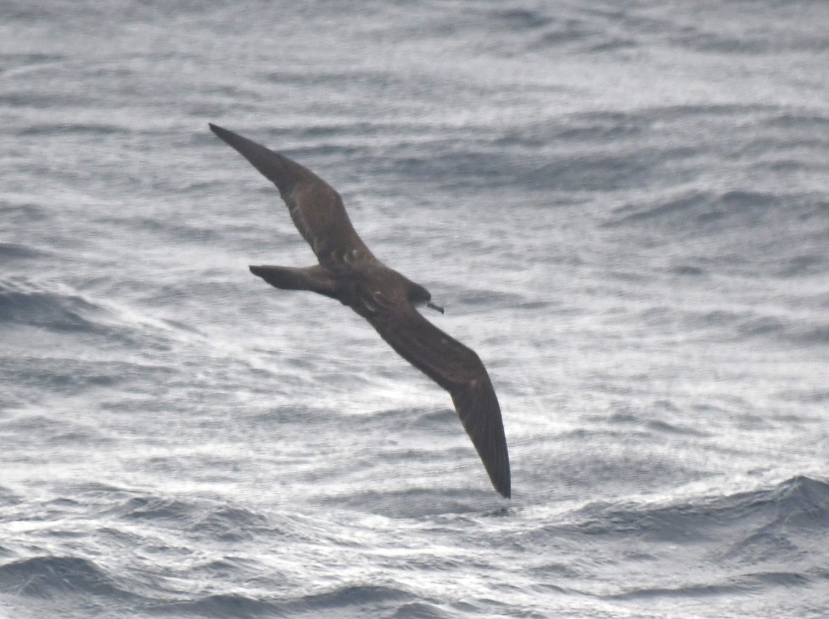 Wedge-tailed Shearwater - Jon McIntyre