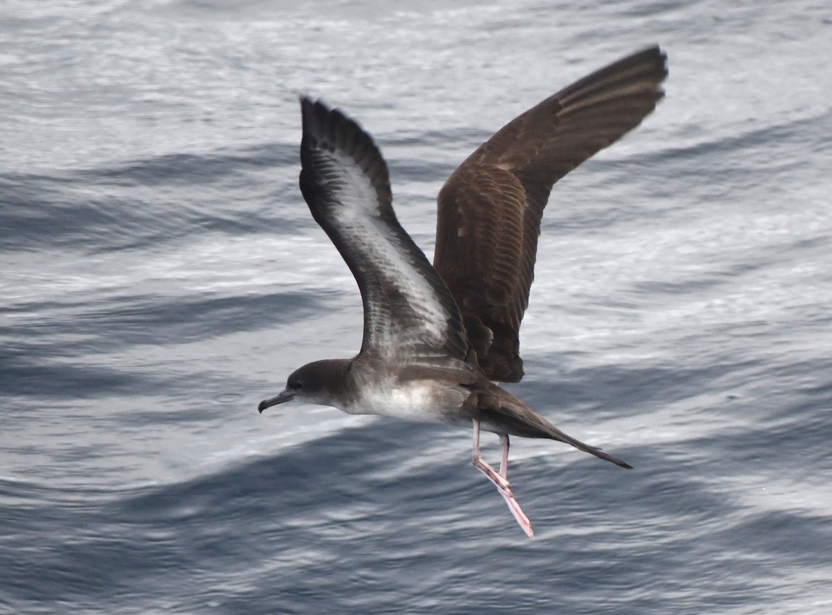 Wedge-tailed Shearwater - ML610301494