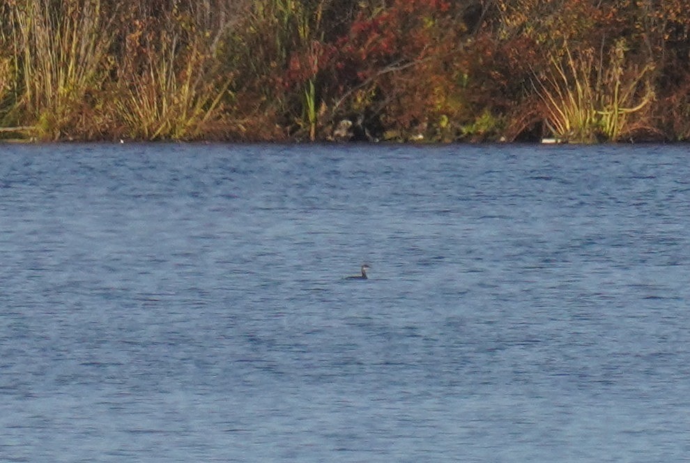 Red-necked Grebe - ML610301510