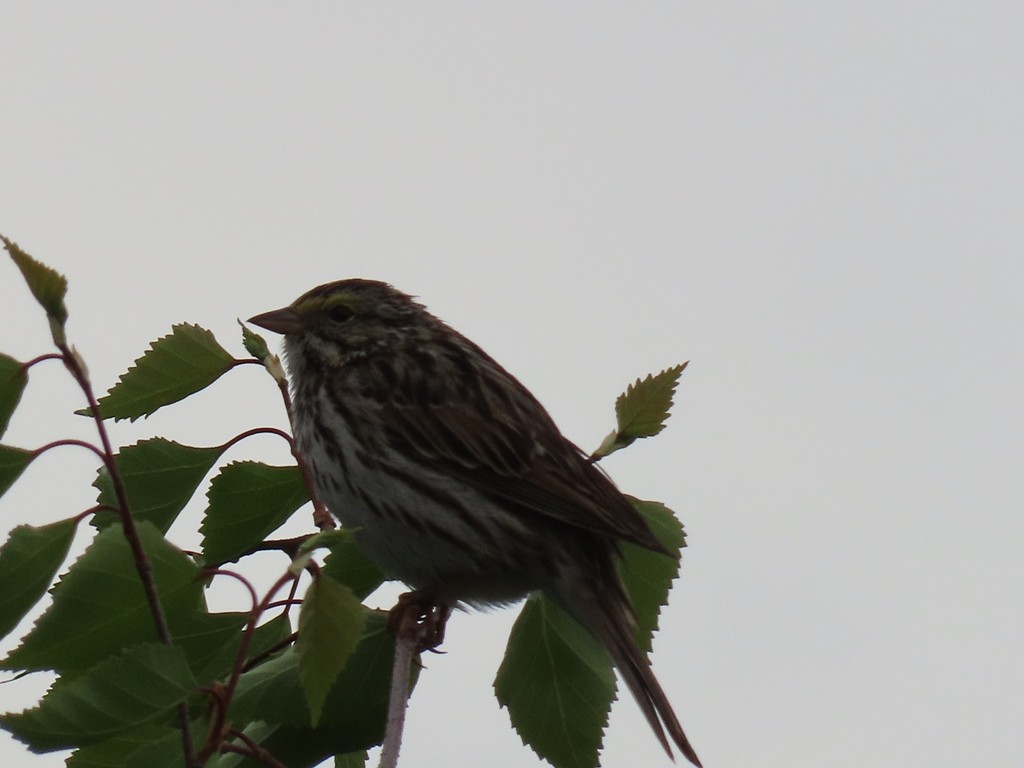 Savannah Sparrow - ML610301592