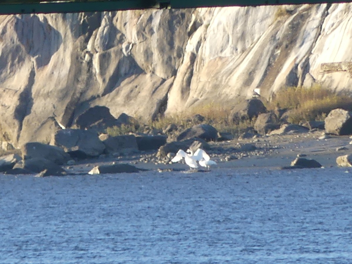 Trumpeter Swan - ML610301633