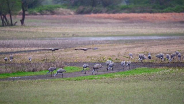 Sandhill Crane - ML610301663