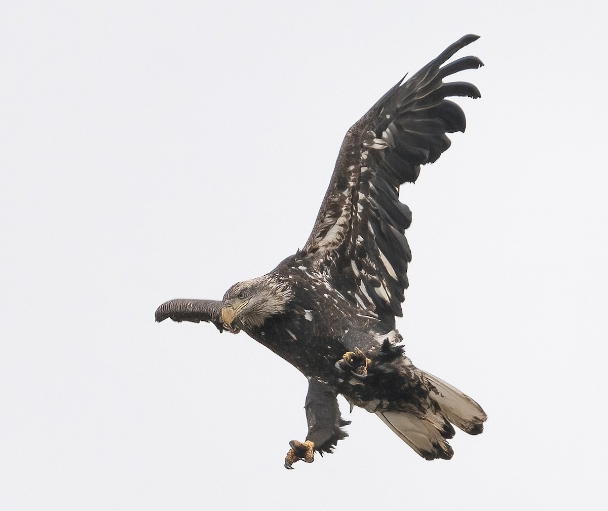 Bald Eagle - lawrence connolly